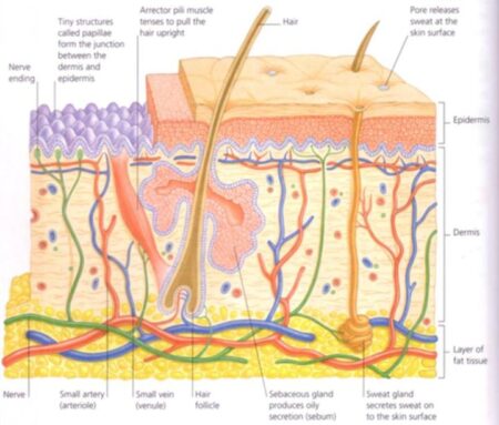 Scarification & Skin Removal – Skin Seamstress